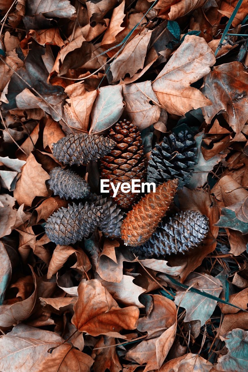 HIGH ANGLE VIEW OF DRIED AUTUMN LEAVES ON LAND