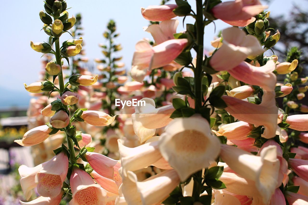 CLOSE-UP OF FRESH FLOWERS BLOOMING IN TREE