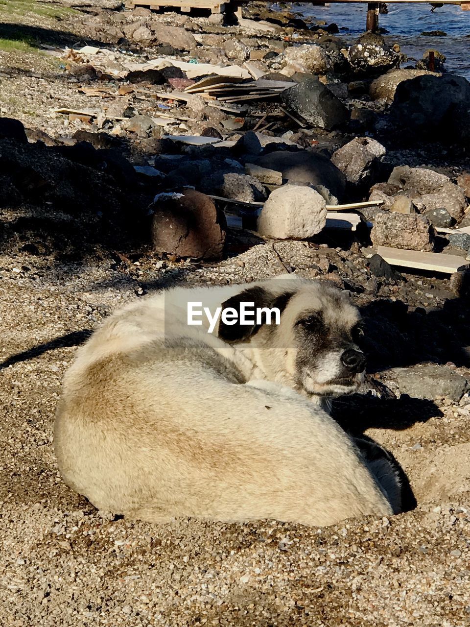 CLOSE-UP OF DOG RELAXING ON ROCKS