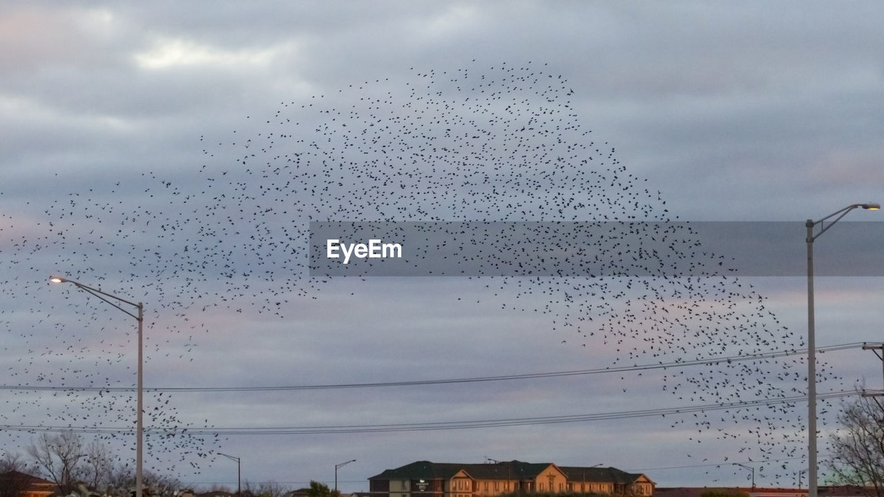 LOW ANGLE VIEW OF BIRDS FLYING OVER WATER AGAINST SKY