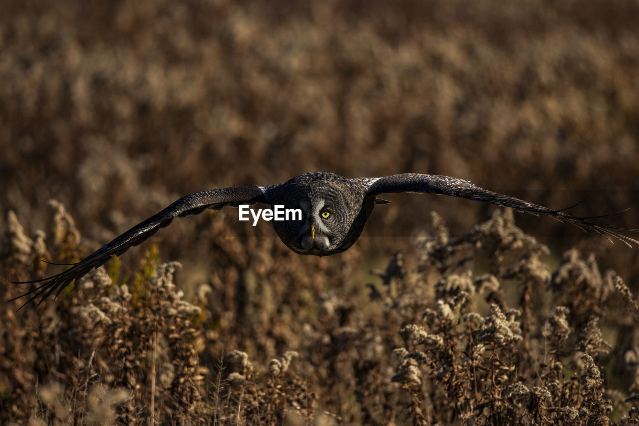 A trained great grey owl in flight over a field. strix nebulosa