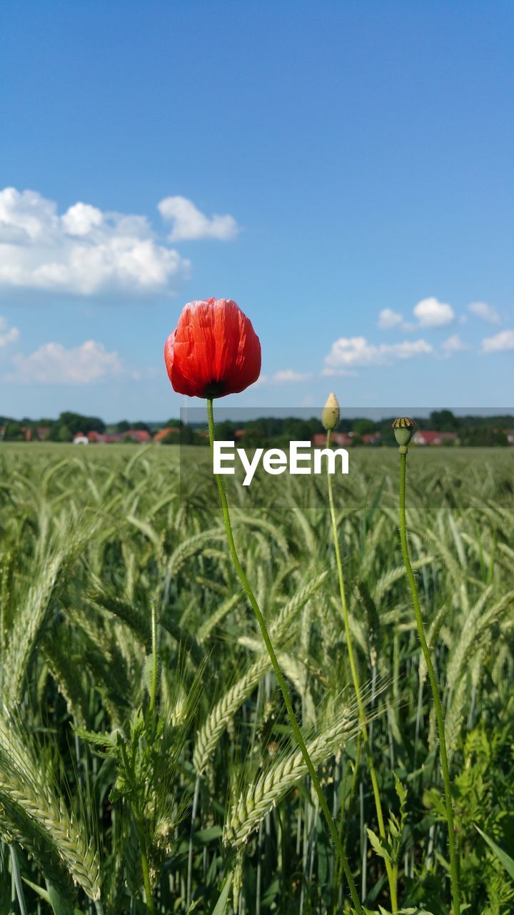 Close-up of red flowers growing in field