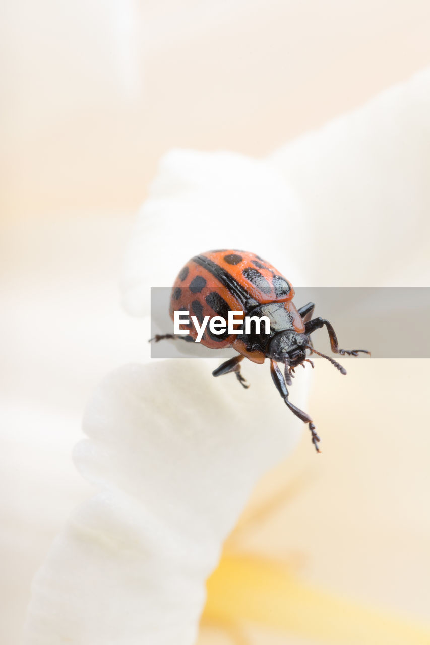 Close-up of insect on tulip