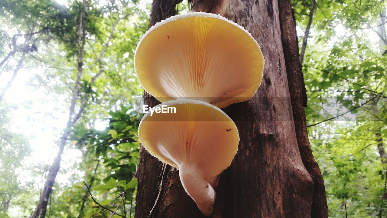 LOW ANGLE VIEW OF FLOWER TREE AGAINST PLANTS