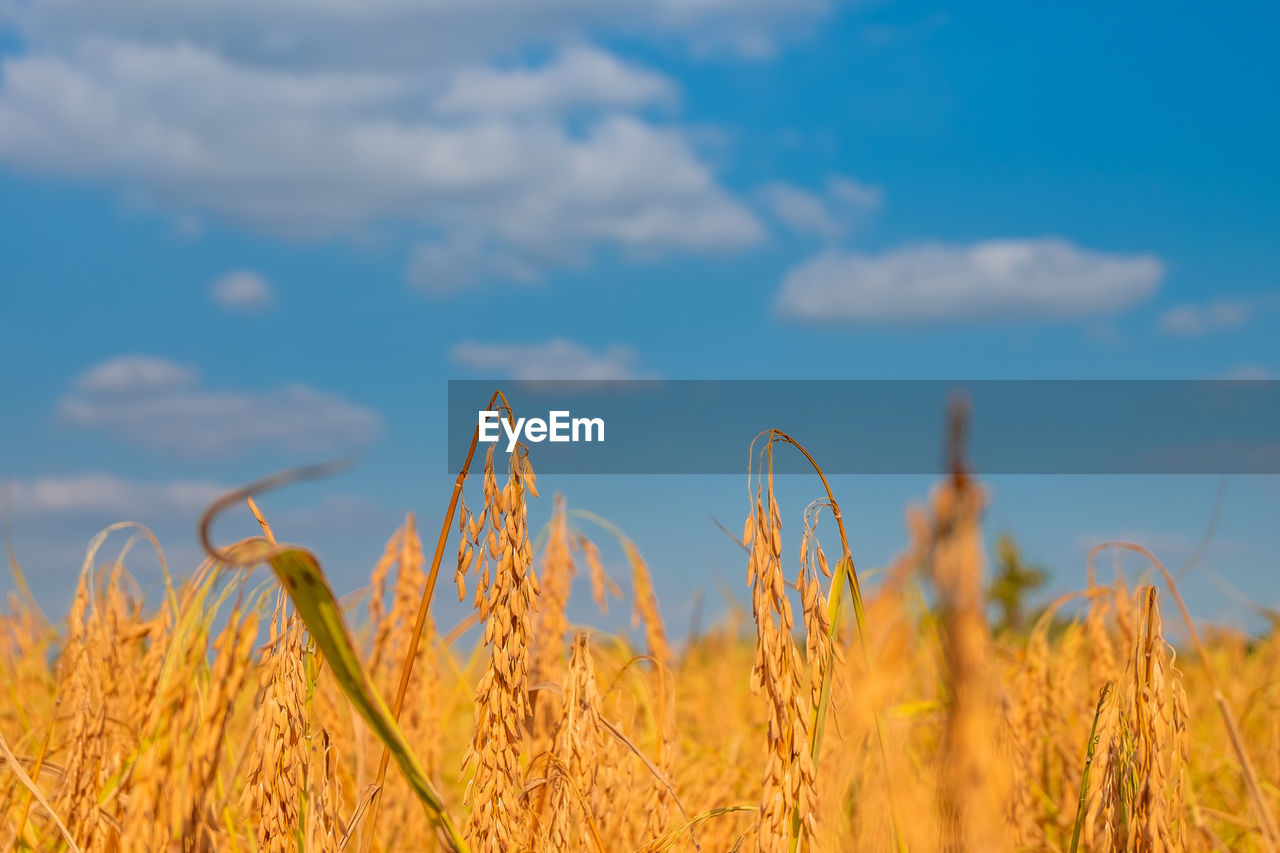 Close-up of stalks in field against sky