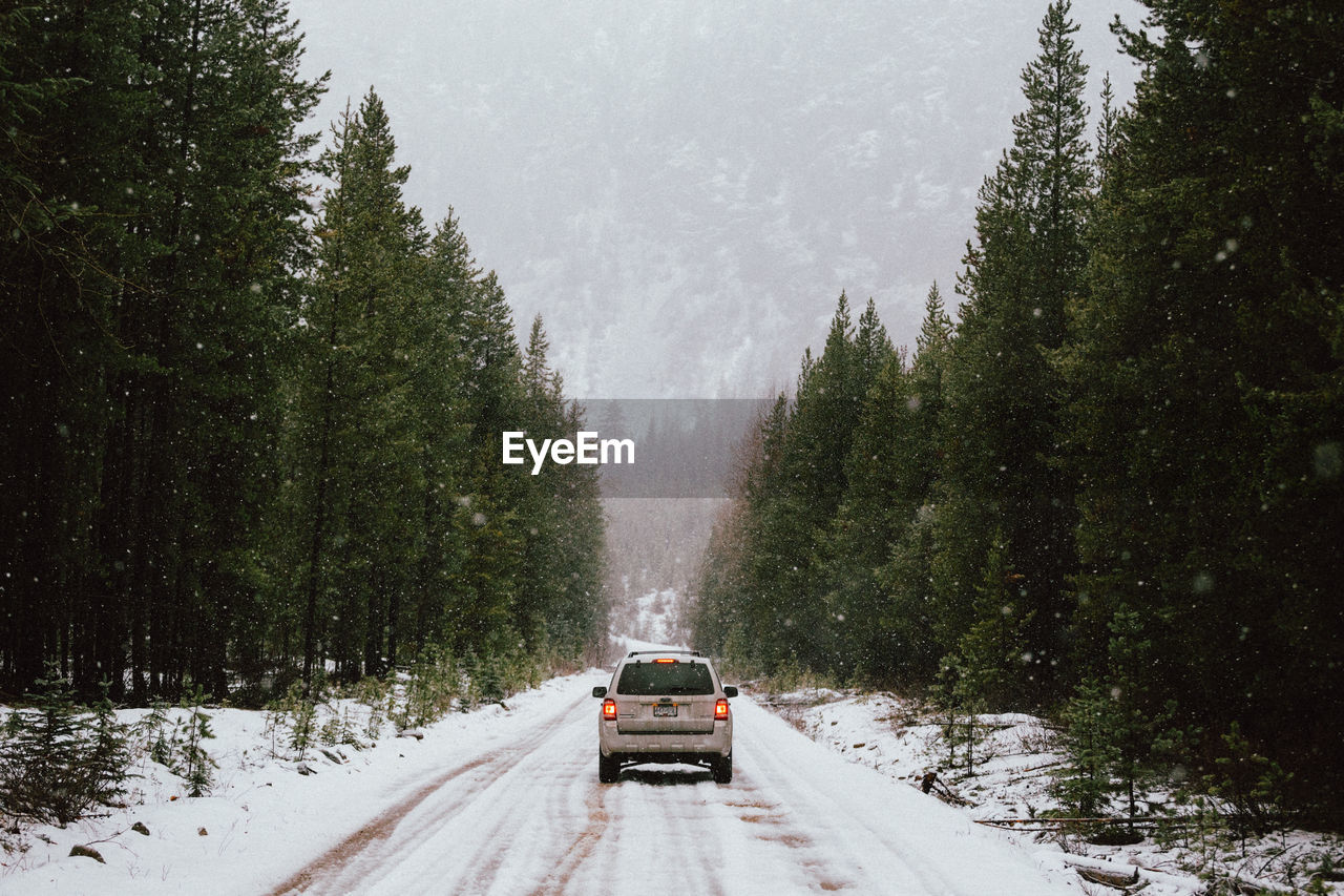 Car on road amidst trees in forest during winter