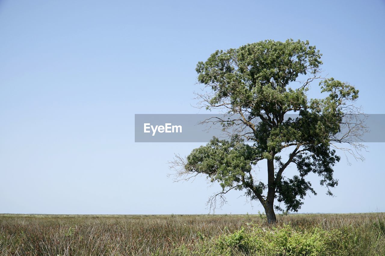 TREE GROWING ON FIELD AGAINST SKY