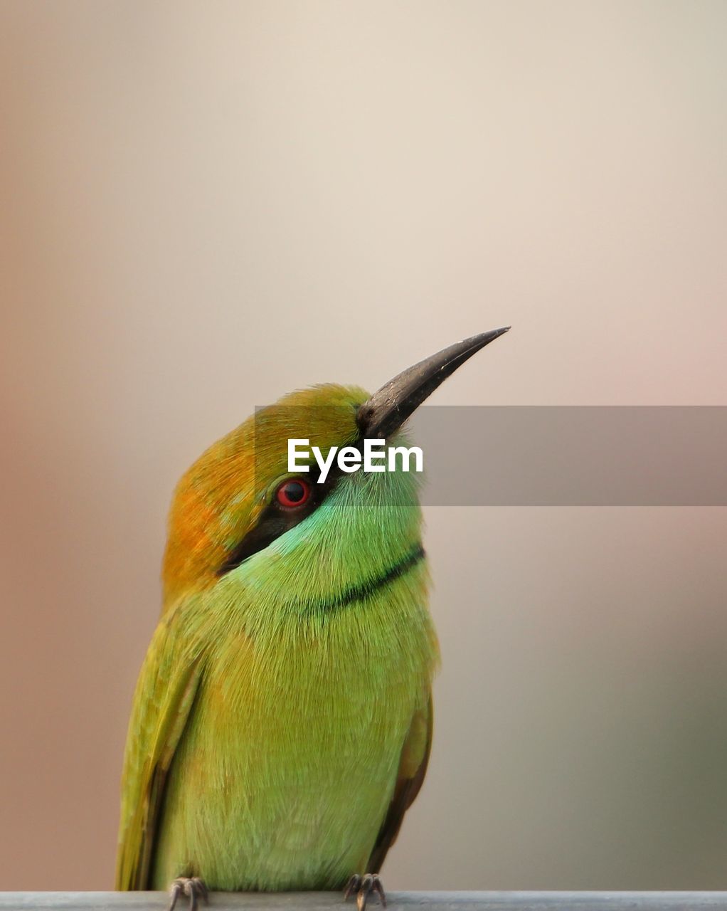 Closeup of gorgeous green bea eater