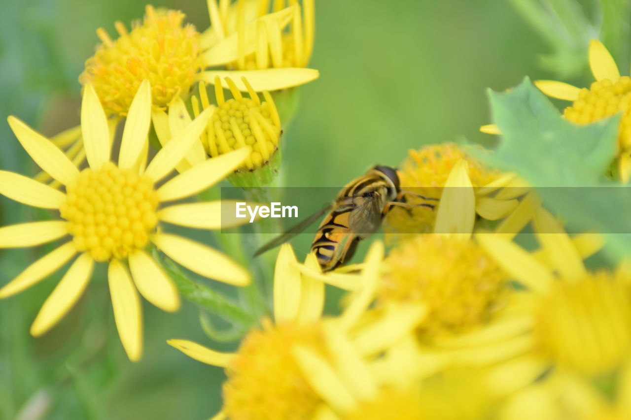 flower, animal wildlife, flowering plant, animal themes, beauty in nature, animal, insect, plant, yellow, freshness, wildlife, fragility, one animal, nature, petal, close-up, flower head, honey bee, macro photography, no people, growth, animal wing, eating, bee, macro, animal body part, summer, feeding, selective focus, wildflower, tranquility, springtime, outdoors, pollination, focus on foreground, magnification, pollen, animal behavior, perching, marigold, full length, food, environment, butterfly, day, resting, meadow, relaxation, conformity
