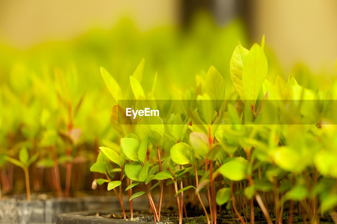 CLOSE-UP OF FRESH YELLOW PLANTS ON FIELD