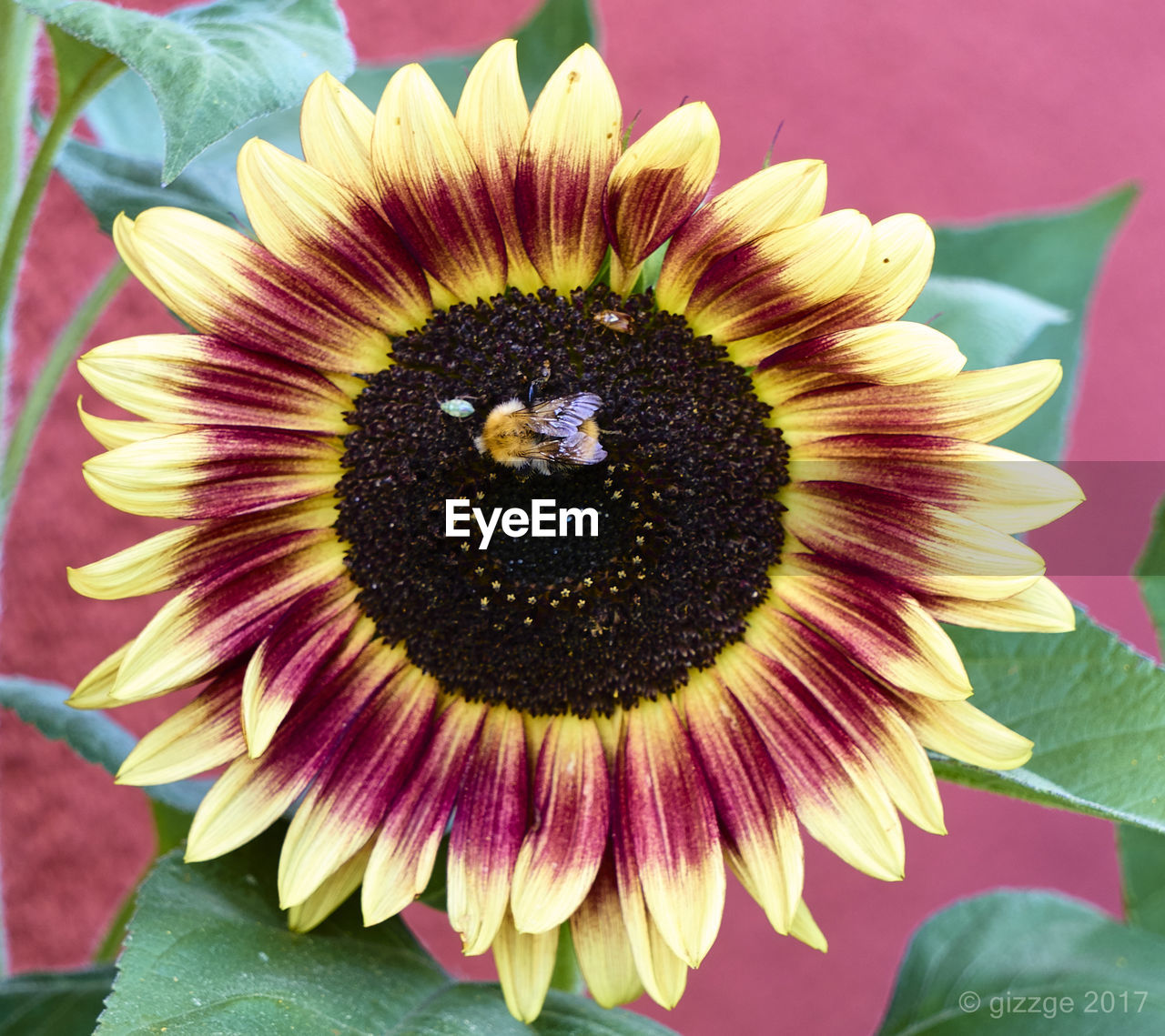 CLOSE-UP OF HONEY BEE ON FLOWER