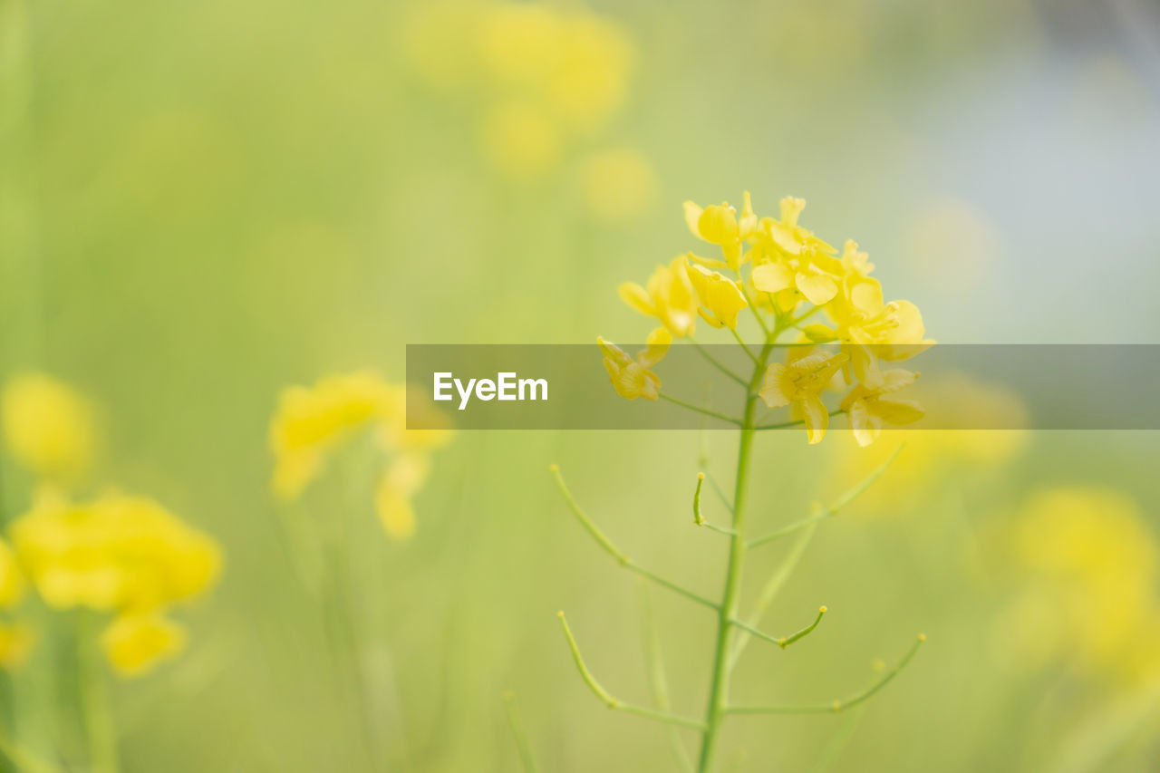 plant, yellow, flower, flowering plant, beauty in nature, freshness, rapeseed, nature, growth, close-up, springtime, fragility, field, mustard, canola, green, meadow, focus on foreground, no people, sunlight, produce, selective focus, macro photography, vibrant color, environment, outdoors, blossom, flower head, land, brassica rapa, day, landscape, summer, vegetable, tranquility, rural scene, wildflower, agriculture, plain, petal, inflorescence, prairie, food, oilseed rape, crop