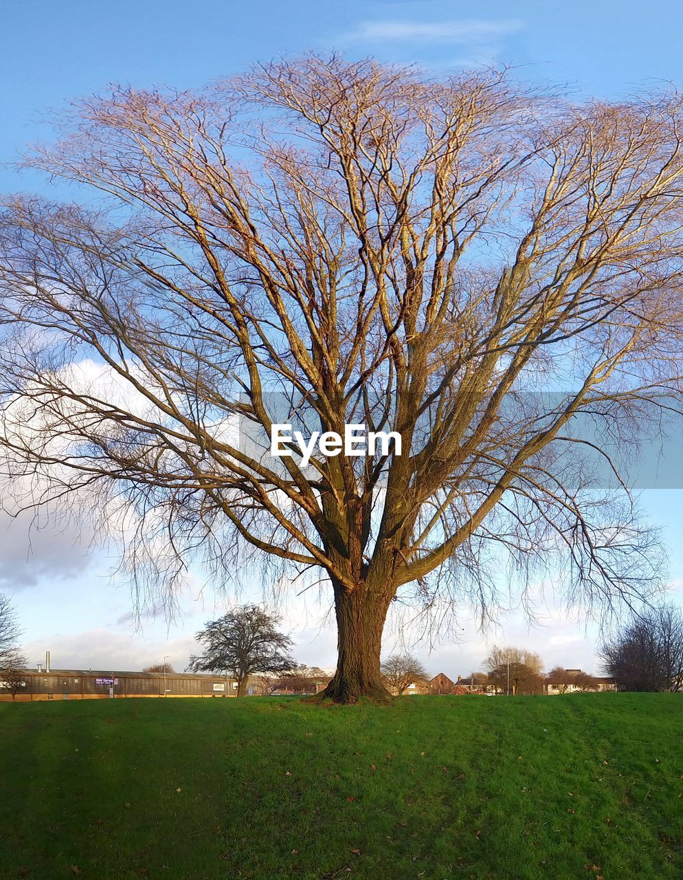 View of huge tree