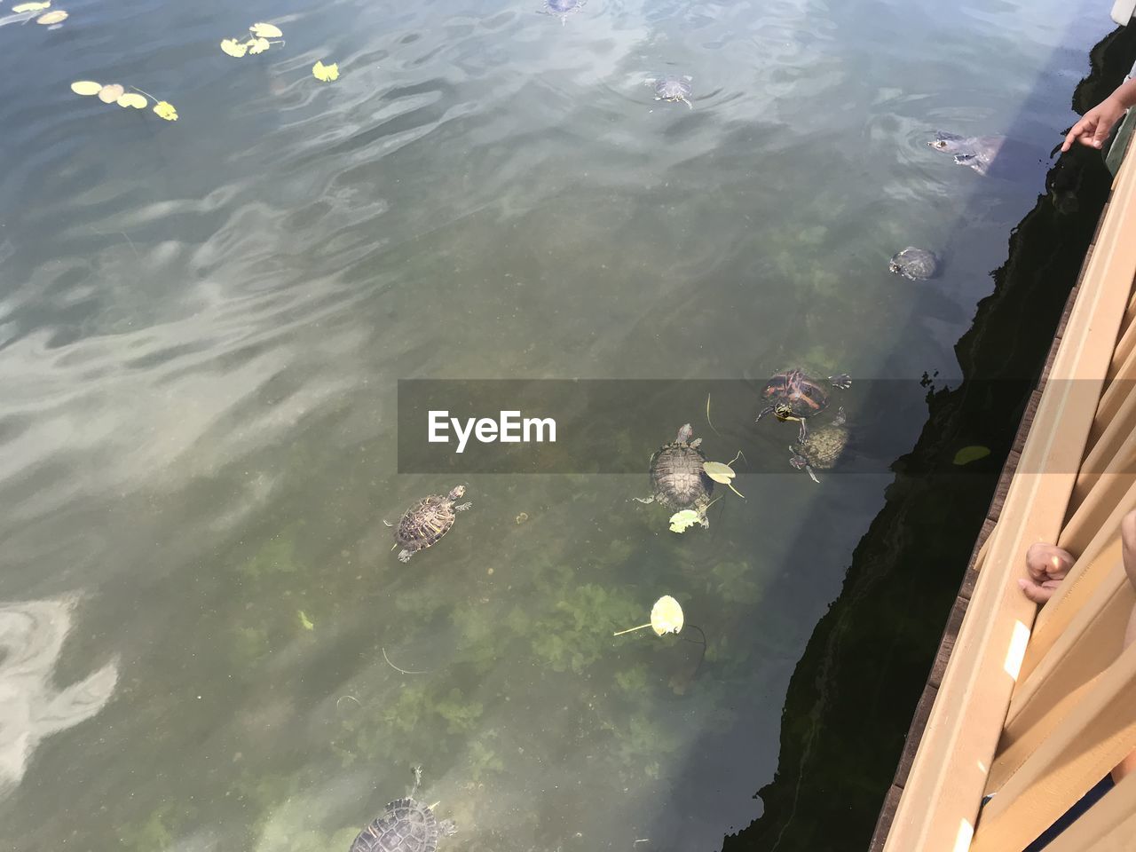 HIGH ANGLE VIEW OF DUCKS IN LAKE