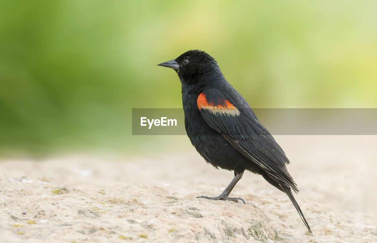 Close-up of a black bird