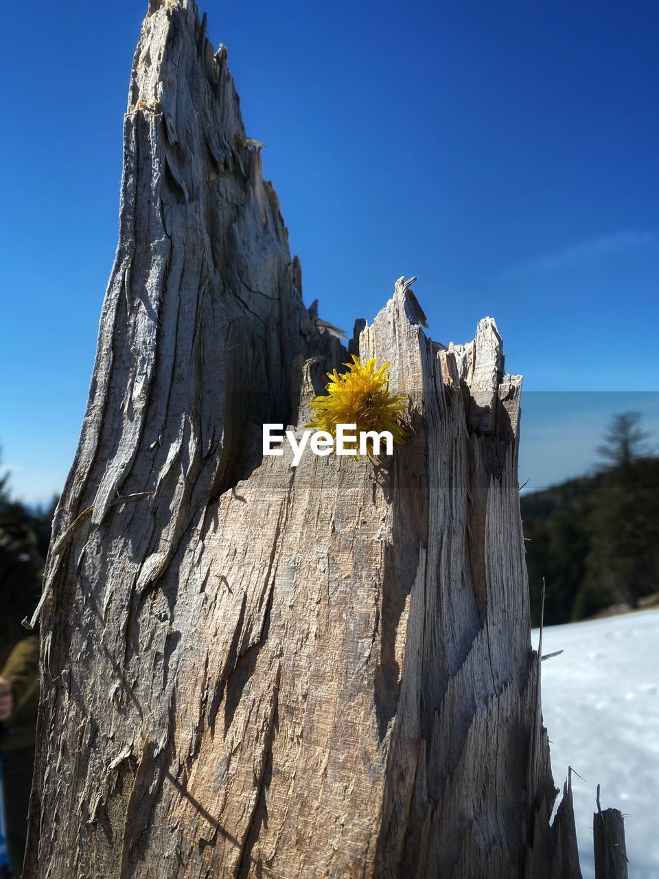 LOW ANGLE VIEW OF TREE AGAINST SKY