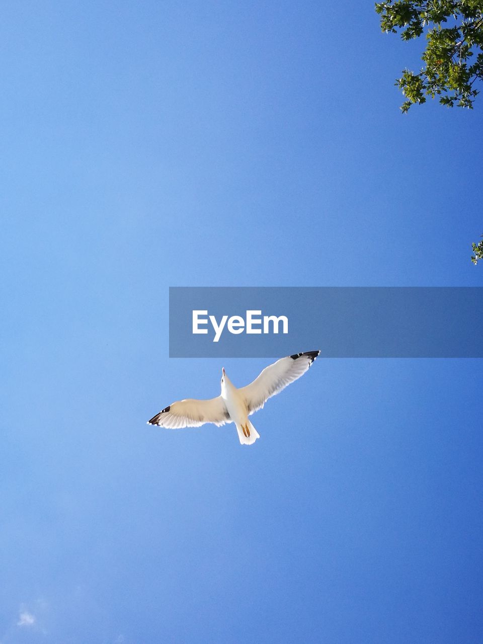 Low angle view of seagull flying against blue sky