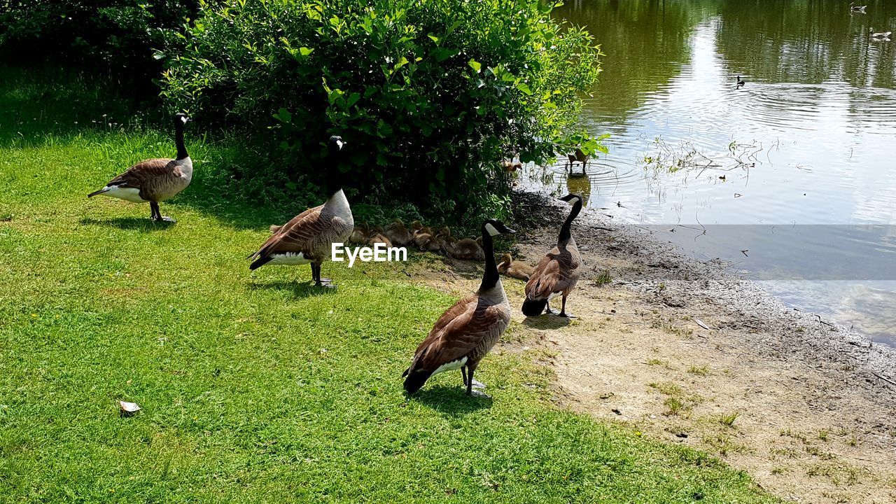 FLOCK OF BIRDS IN THE LAKE