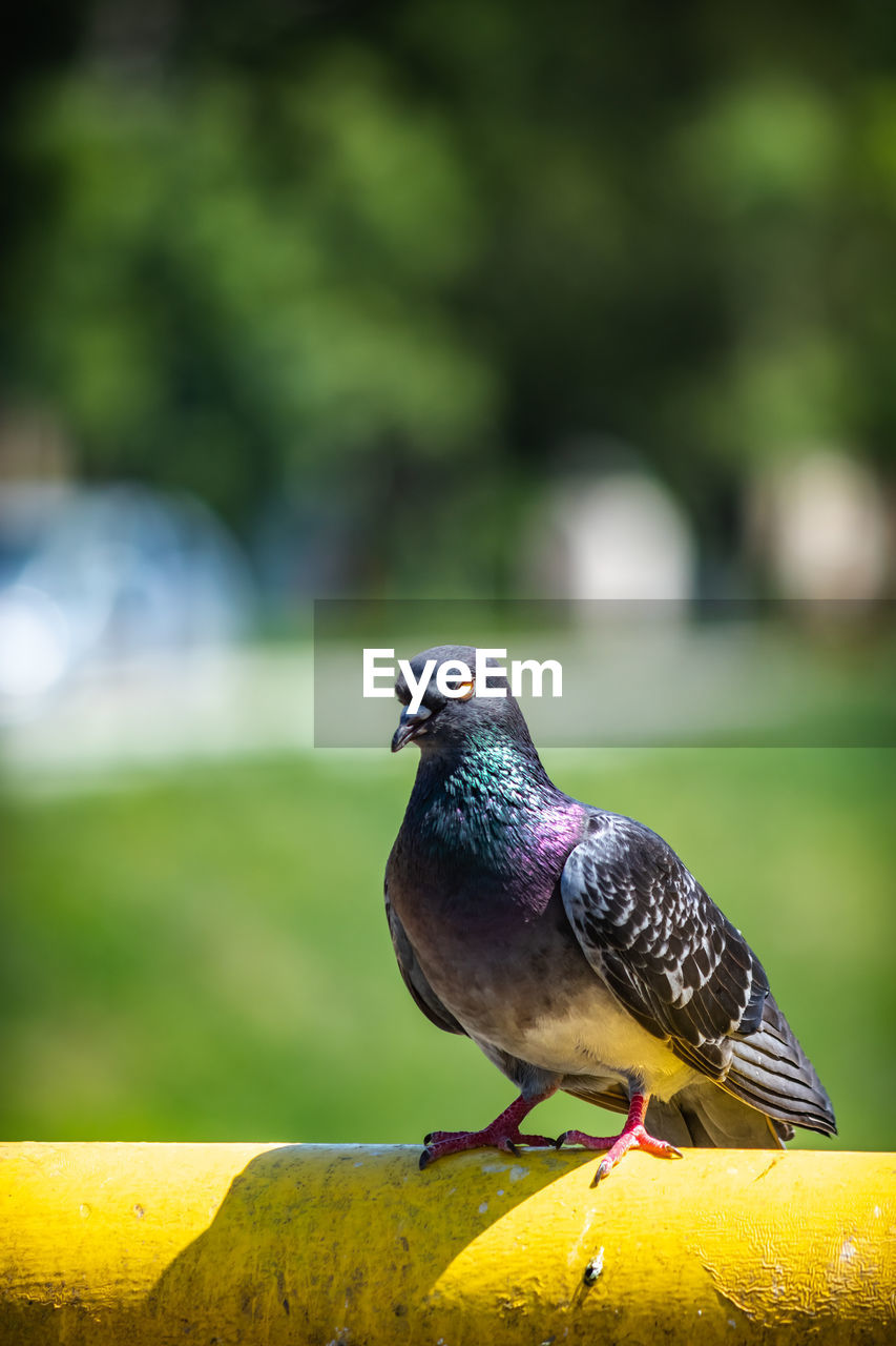 Vertical shot of a dove perching in the yellow metal rod on a sunny day on a blurred background