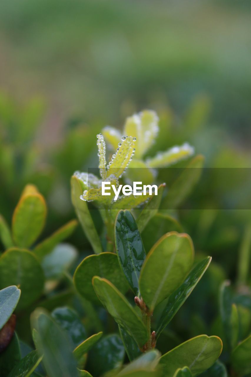 Close-up of green plant