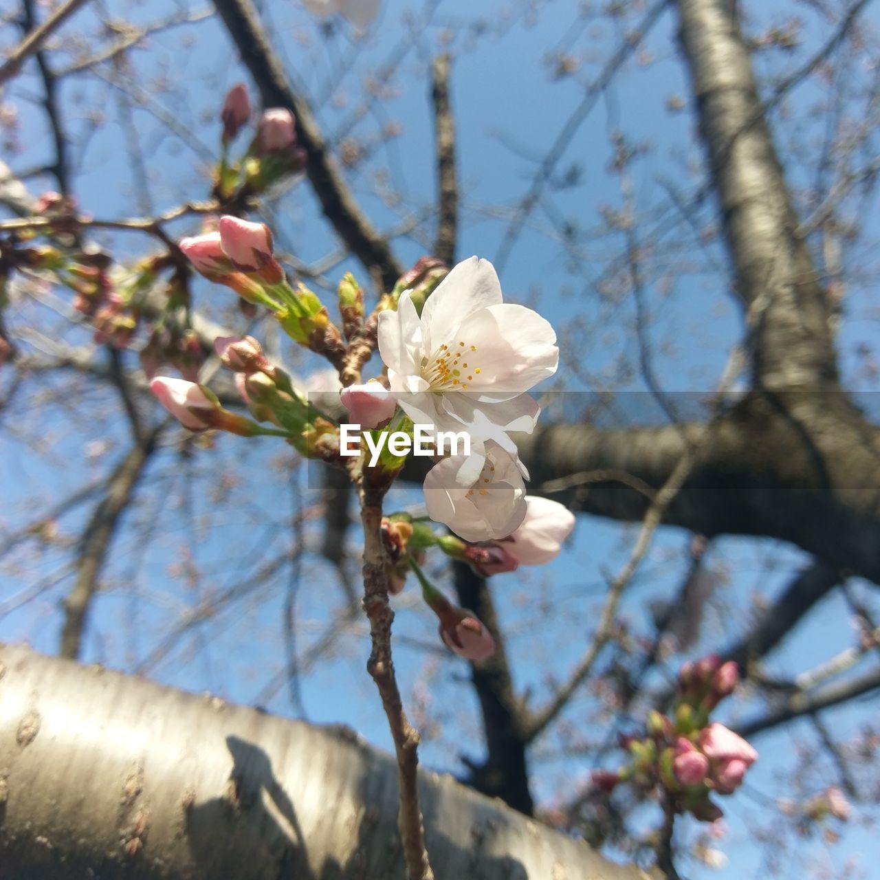 WHITE APPLE BLOSSOMS IN SPRING