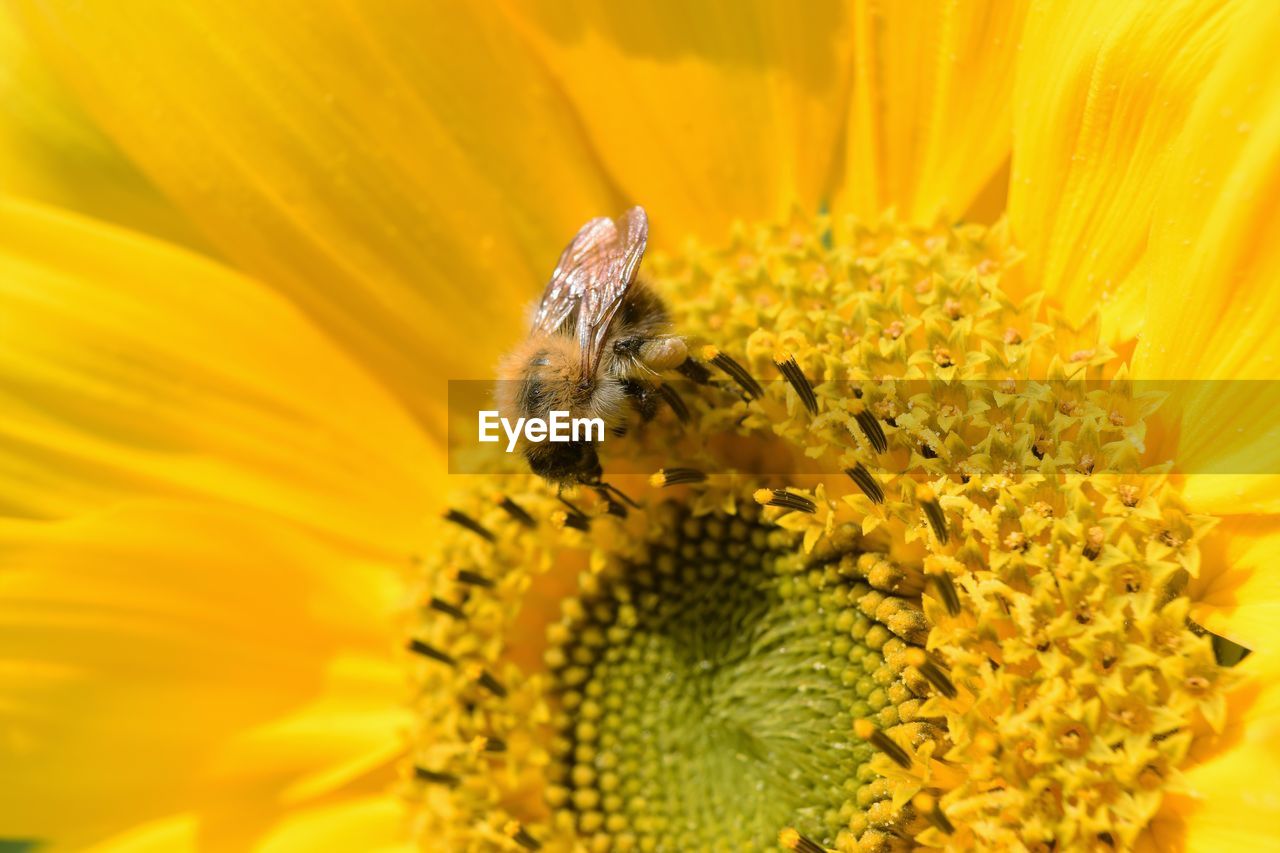 Close-up of honey bee on yellow sunflower