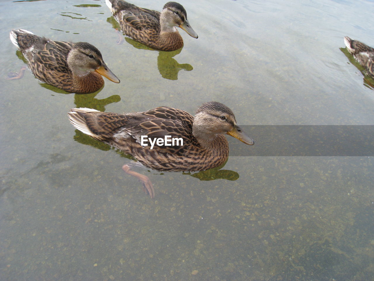 HIGH ANGLE VIEW OF MALLARD DUCKS SWIMMING IN LAKE