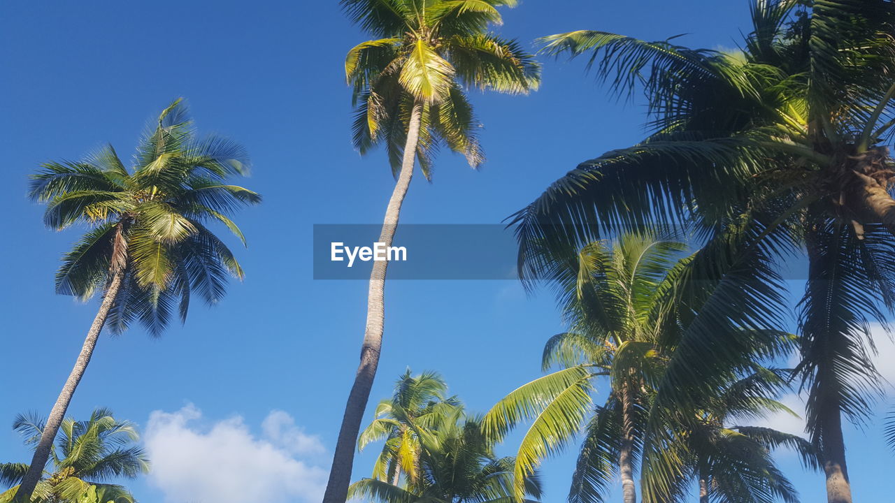 LOW ANGLE VIEW OF PALM TREE AGAINST CLEAR SKY