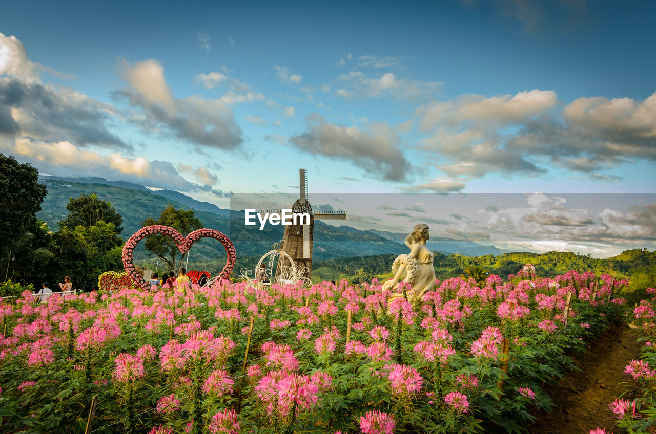 VIEW OF FLOWERS GROWING IN FIELD