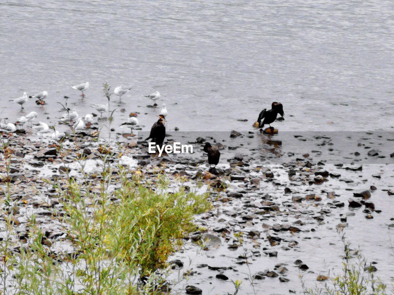 High angle view of birds on river rhine