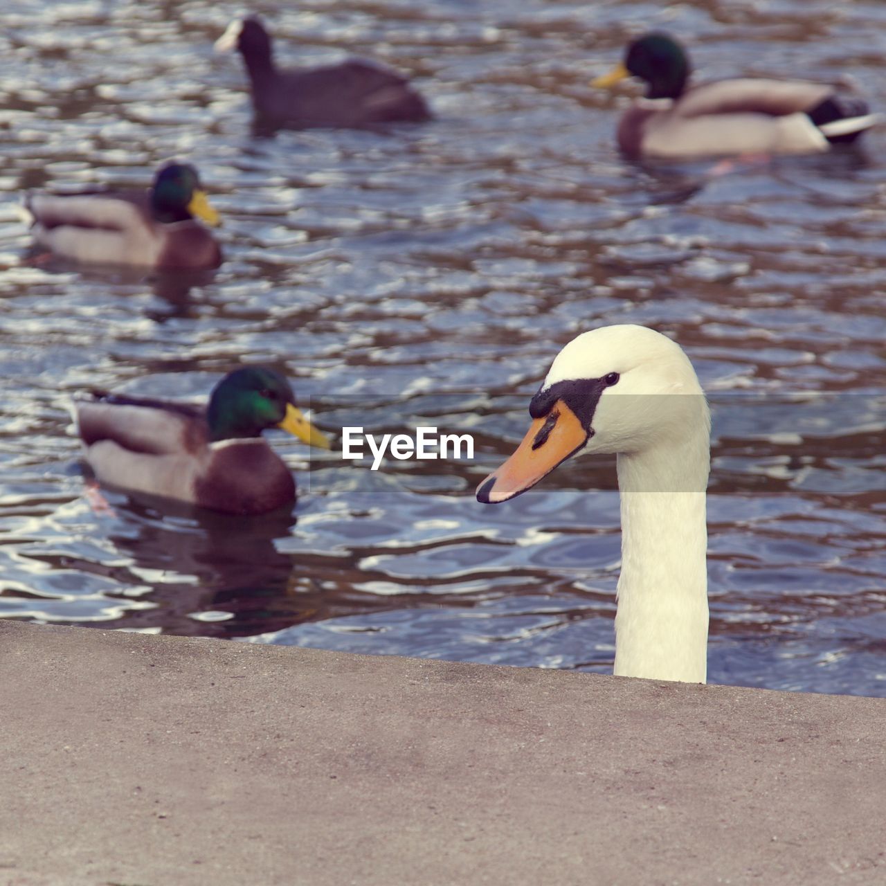 Close-up of swan swimming on lake