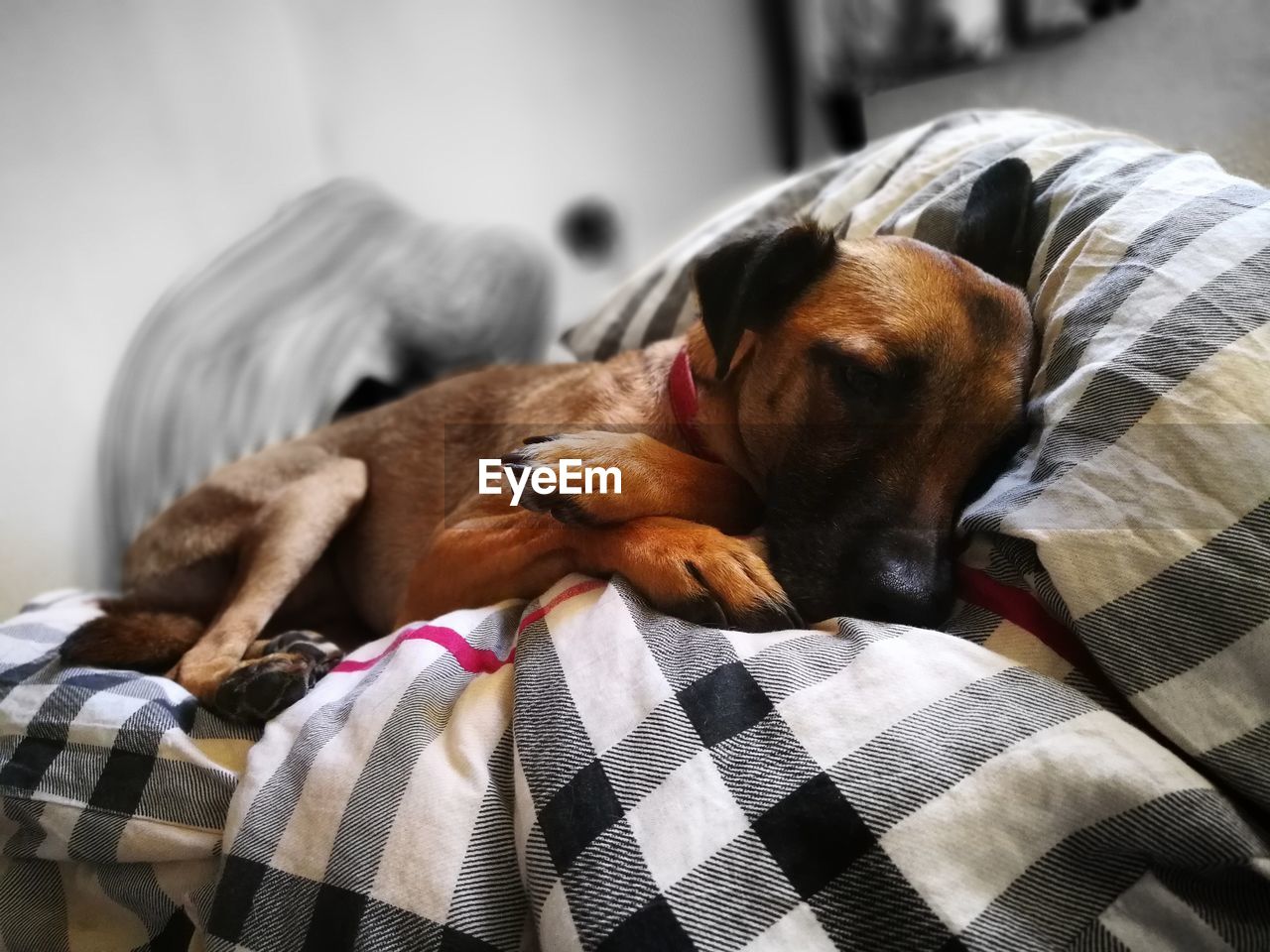 Close-up of dog relaxing on bed