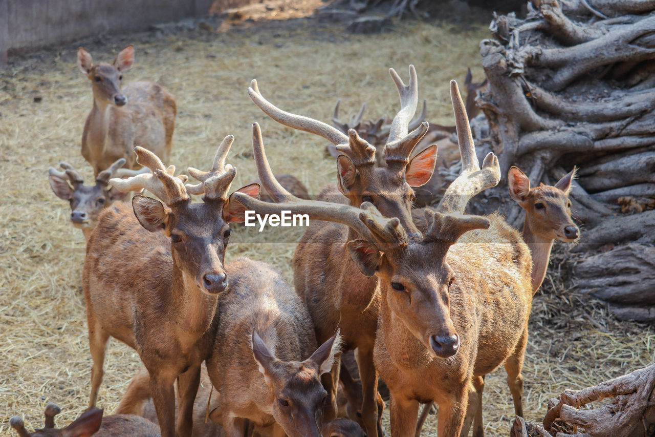 Deer in a field