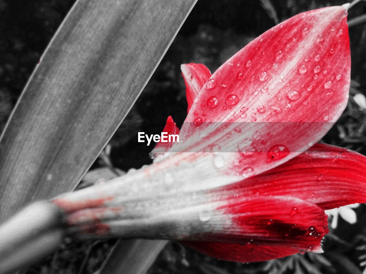 Close-up of raindrops on red leaf