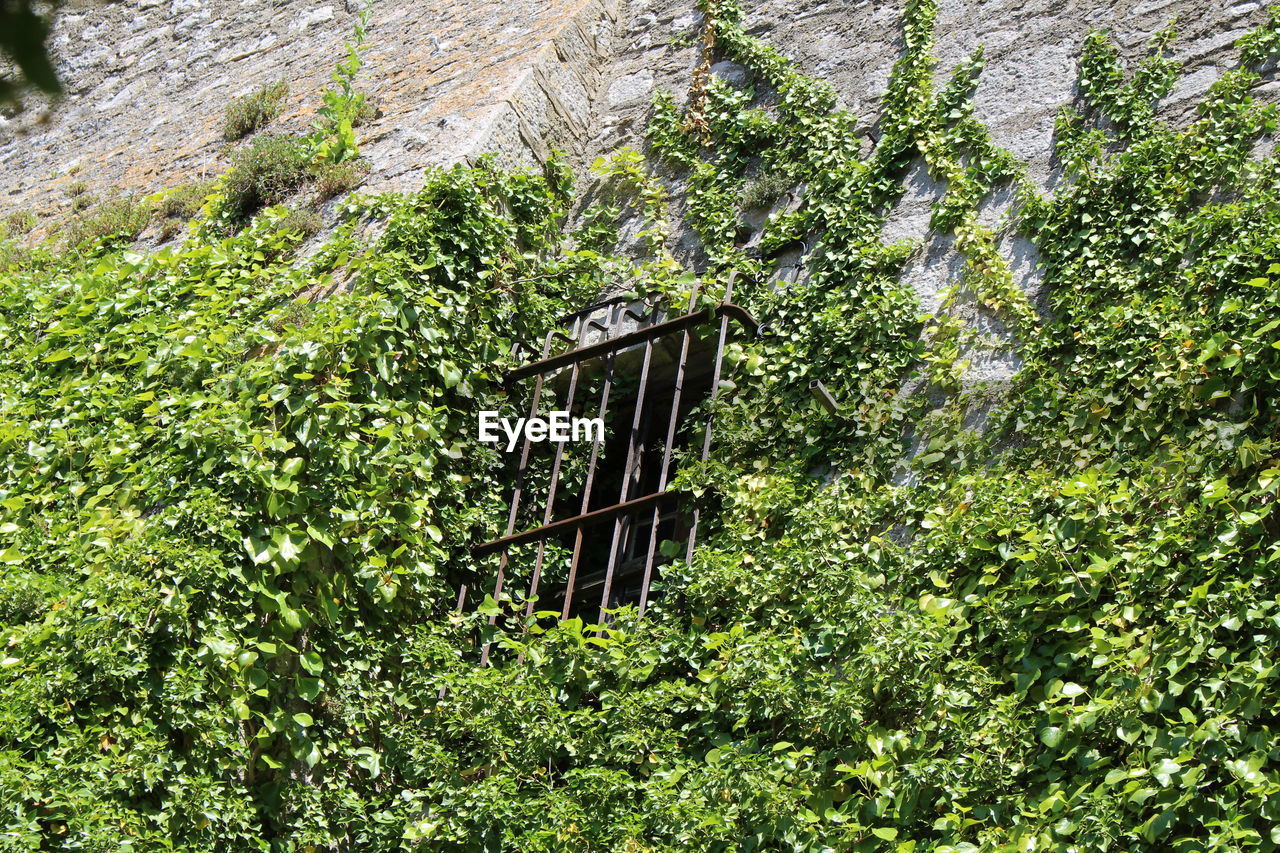 LOW ANGLE VIEW OF TREES AGAINST PLANTS