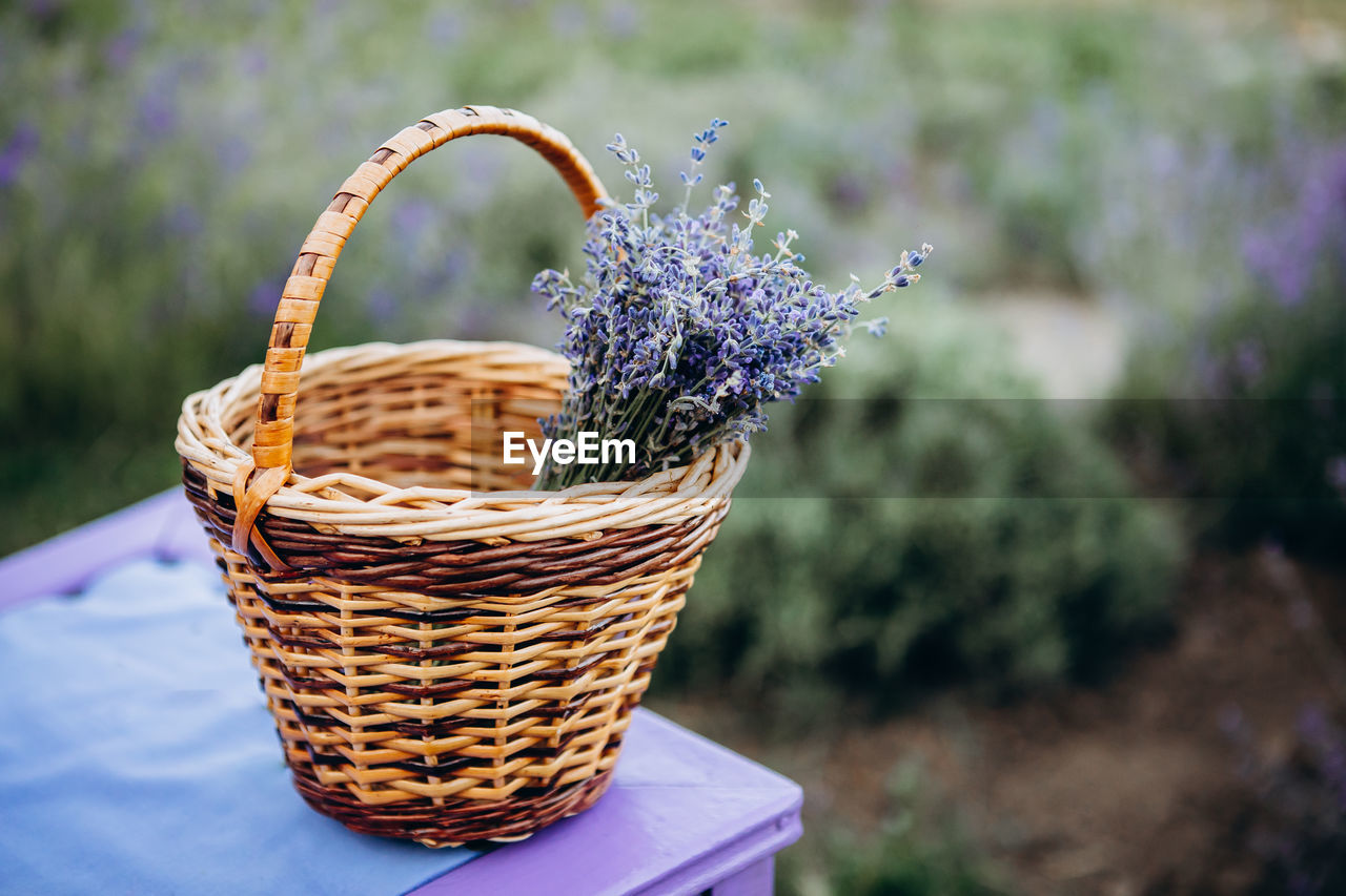 Wicker basket of freshly cut lavender flowers a field of lavender bushes. soft selective focus.