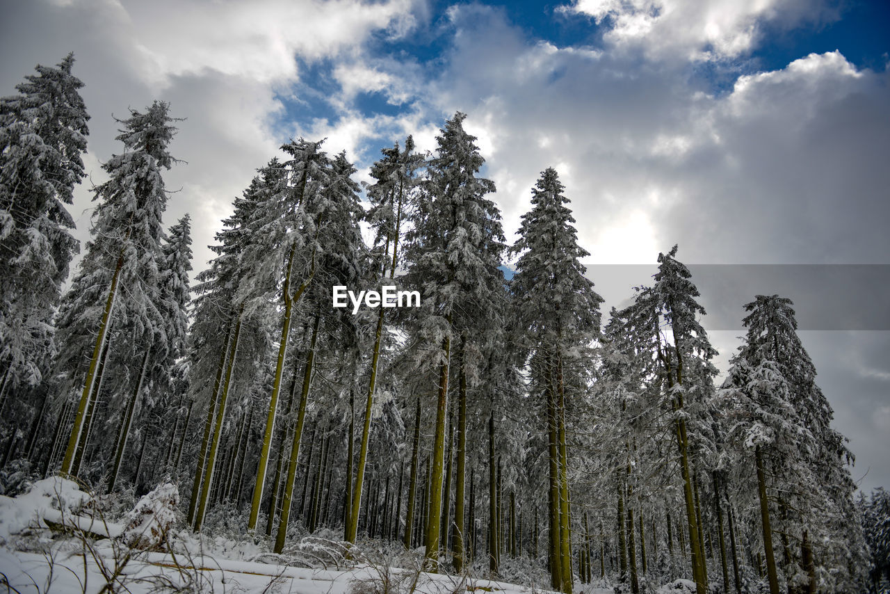 Low angle view of pine trees on snow covered land