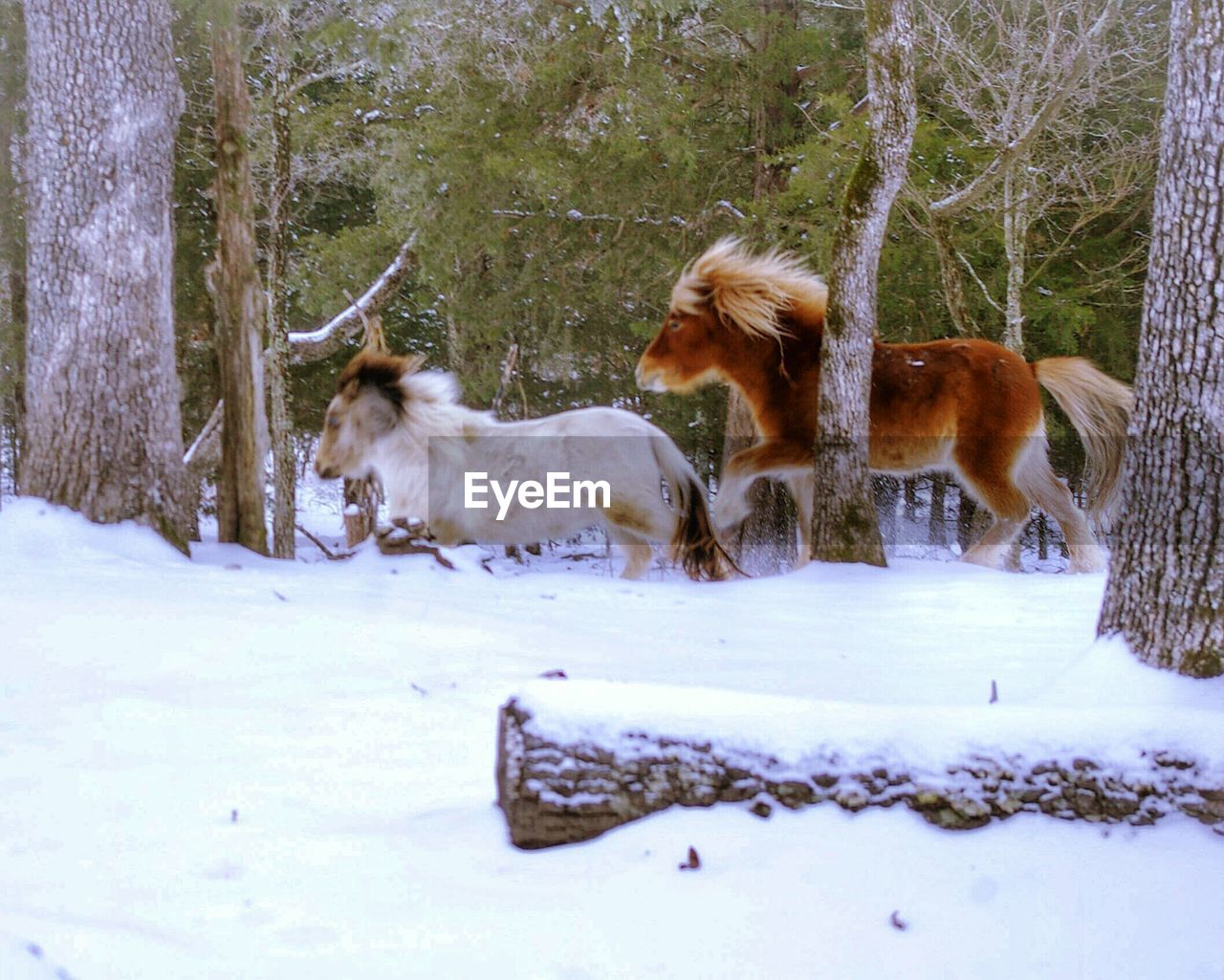 Horse on snow covered landscape