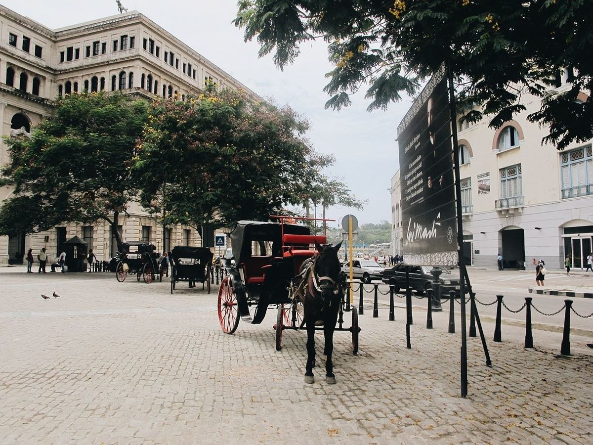 Horsedrawn on street in city