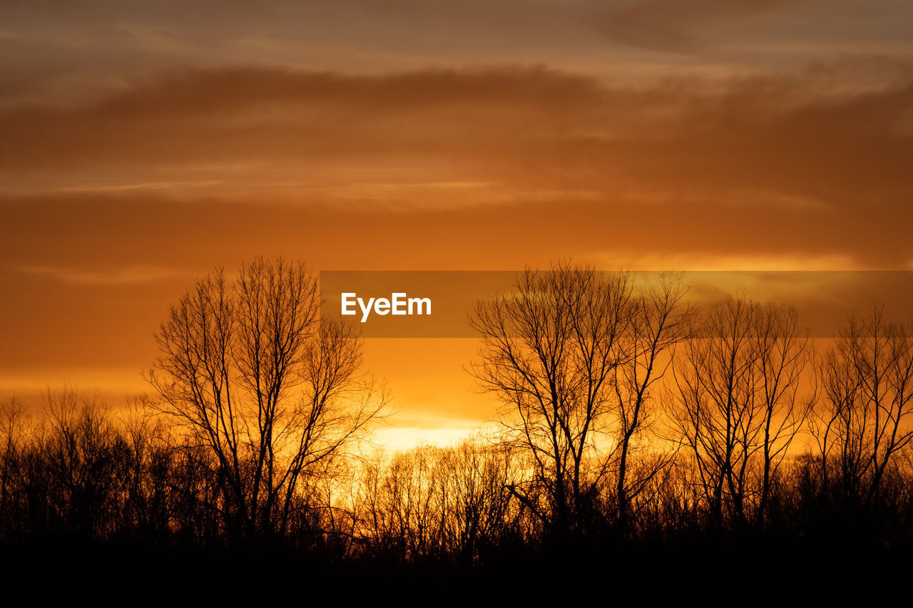 sky, sunset, silhouette, beauty in nature, scenics - nature, cloud, tranquility, plant, tree, tranquil scene, nature, orange color, landscape, environment, no people, afterglow, bare tree, dramatic sky, non-urban scene, land, idyllic, red sky at morning, dawn, outdoors, field, sunlight, horizon, sun, back lit, atmospheric mood, dark, yellow, evening, grass, growth, remote, rural scene, gold