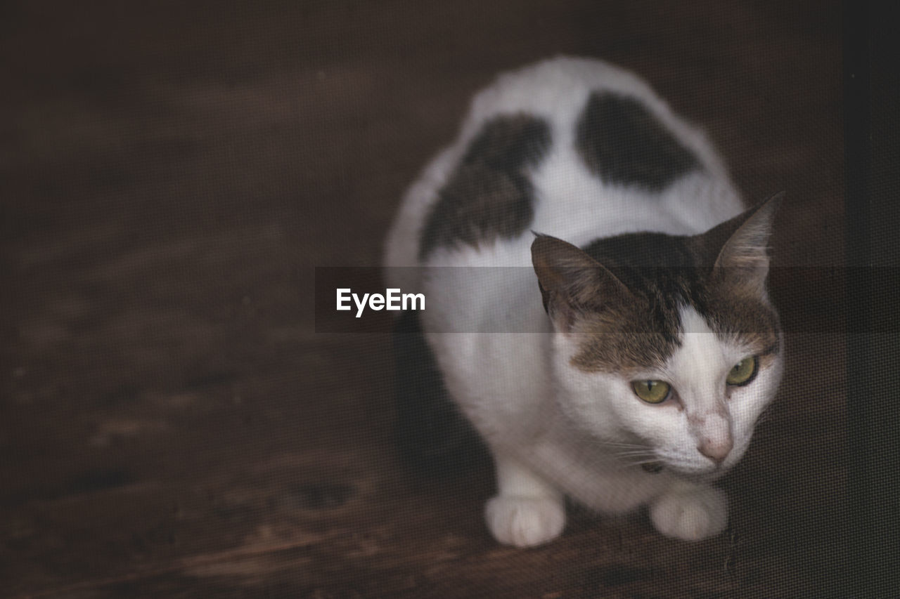 Close-up of cat