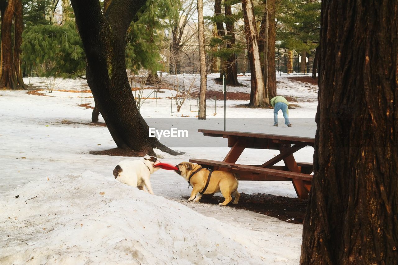 Dogs playing in snow