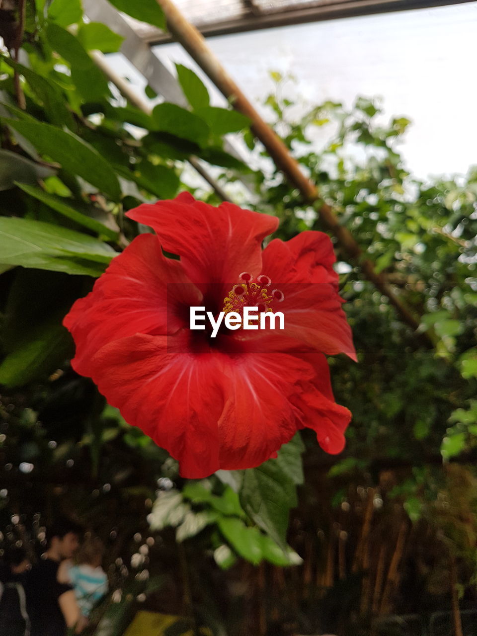 CLOSE-UP OF POPPY BLOOMING OUTDOORS