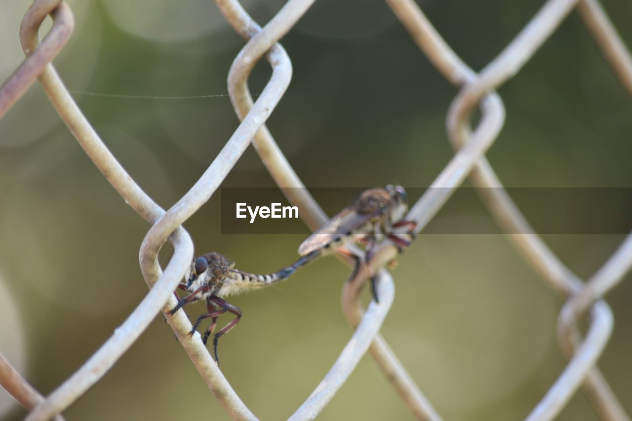 CLOSE-UP OF BARBED WIRE ON CHAINLINK FENCE AGAINST BLURRED BACKGROUND