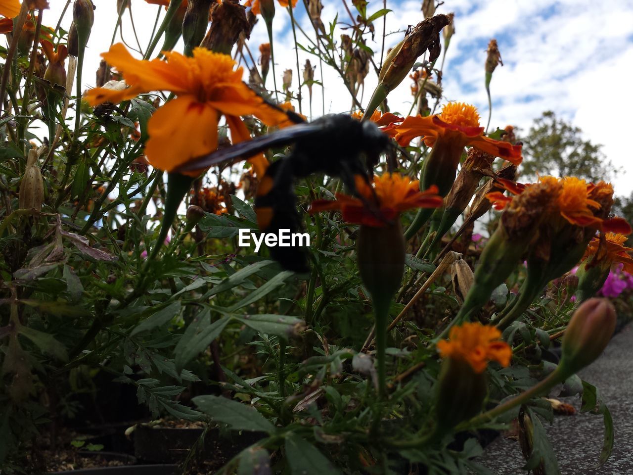 LOW ANGLE VIEW OF ORANGE FLOWERS ON TREE