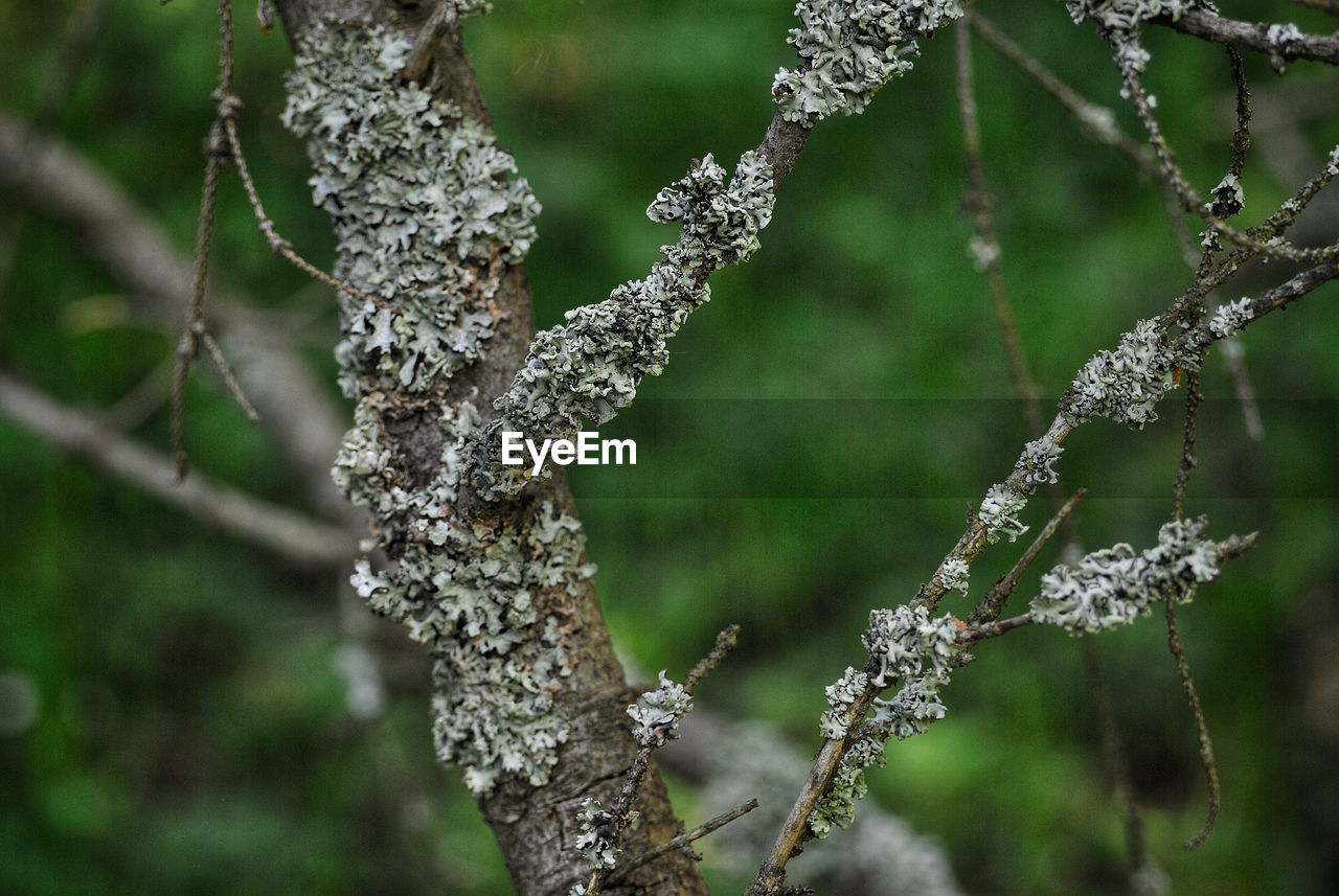 Close-up of moss on tree trunk