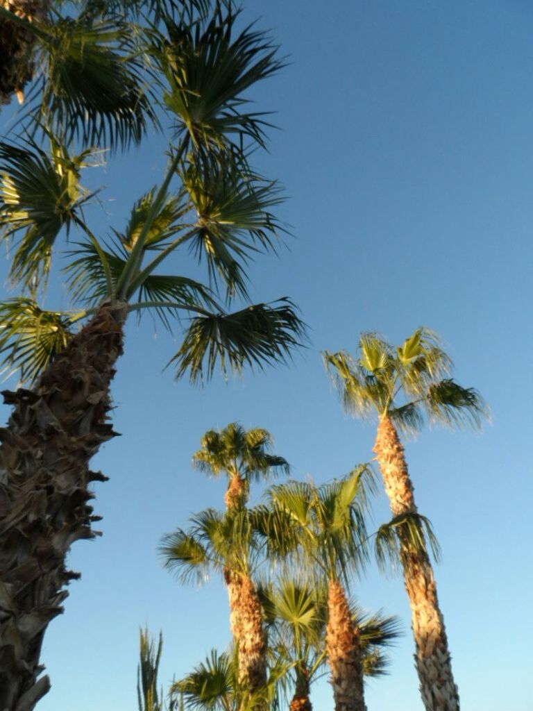 LOW ANGLE VIEW OF PALM TREES AGAINST BLUE SKY