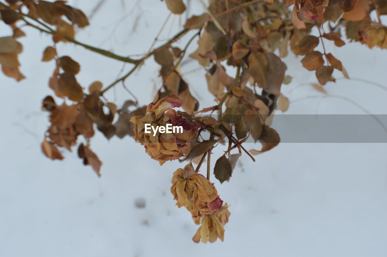 Close-up of wilted plant during winter