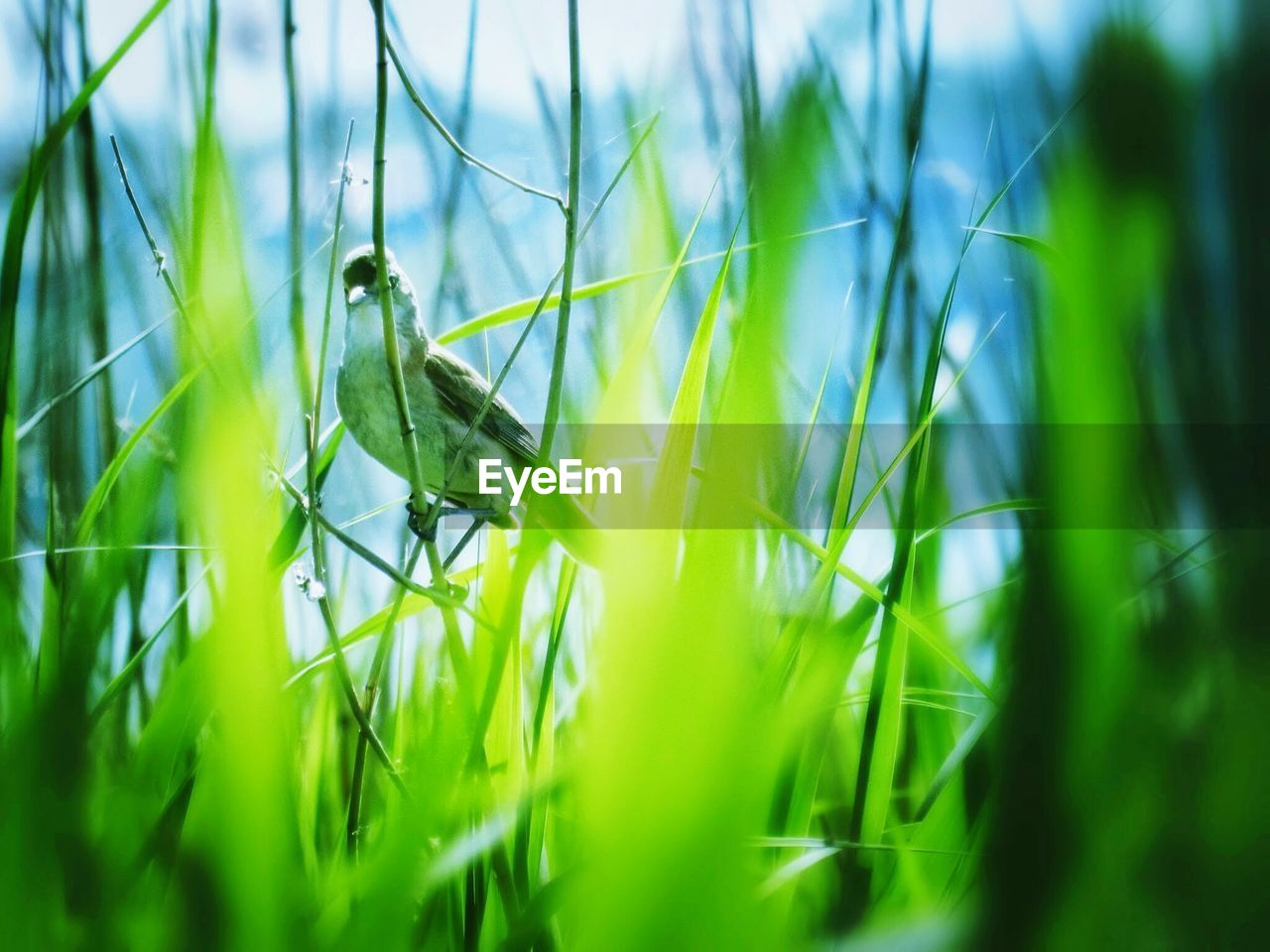 Close-up of bird perching on plant in field