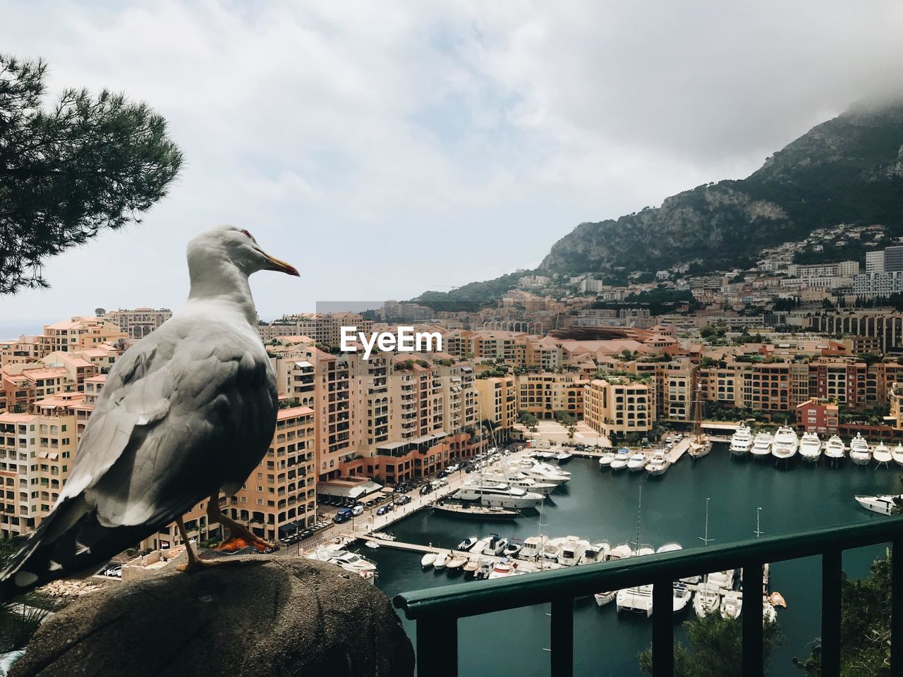 SEAGULL PERCHING ON A CITY AGAINST BUILDINGS